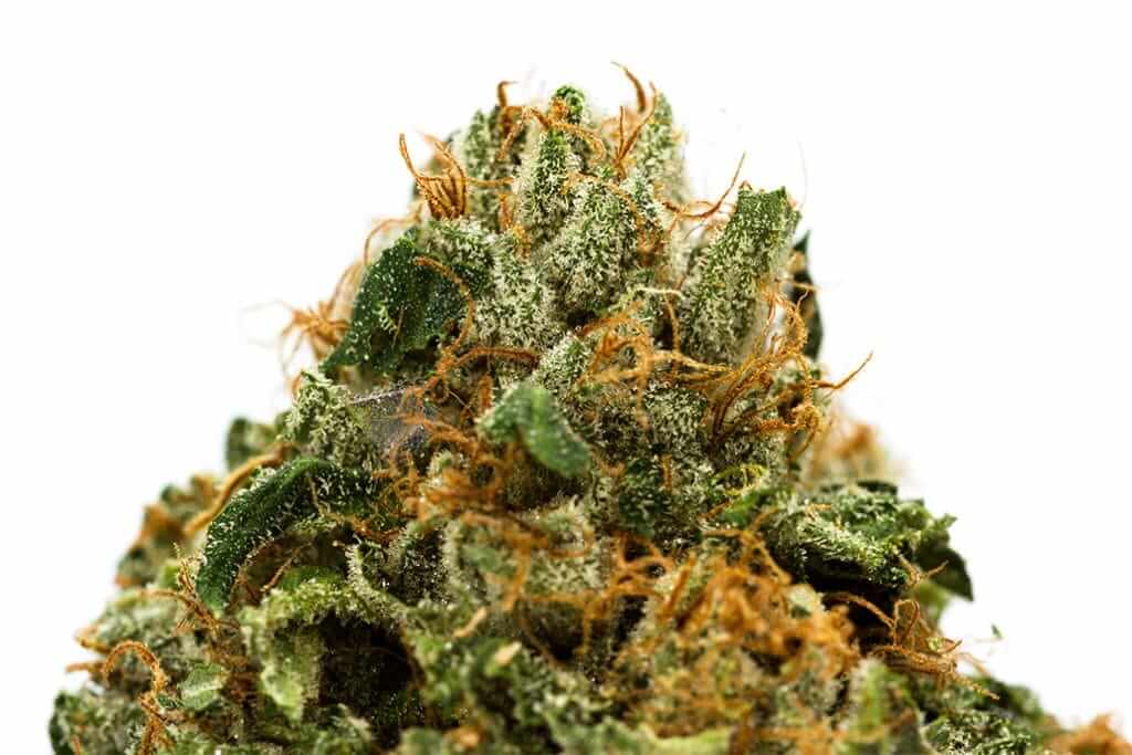 Cannabis plant