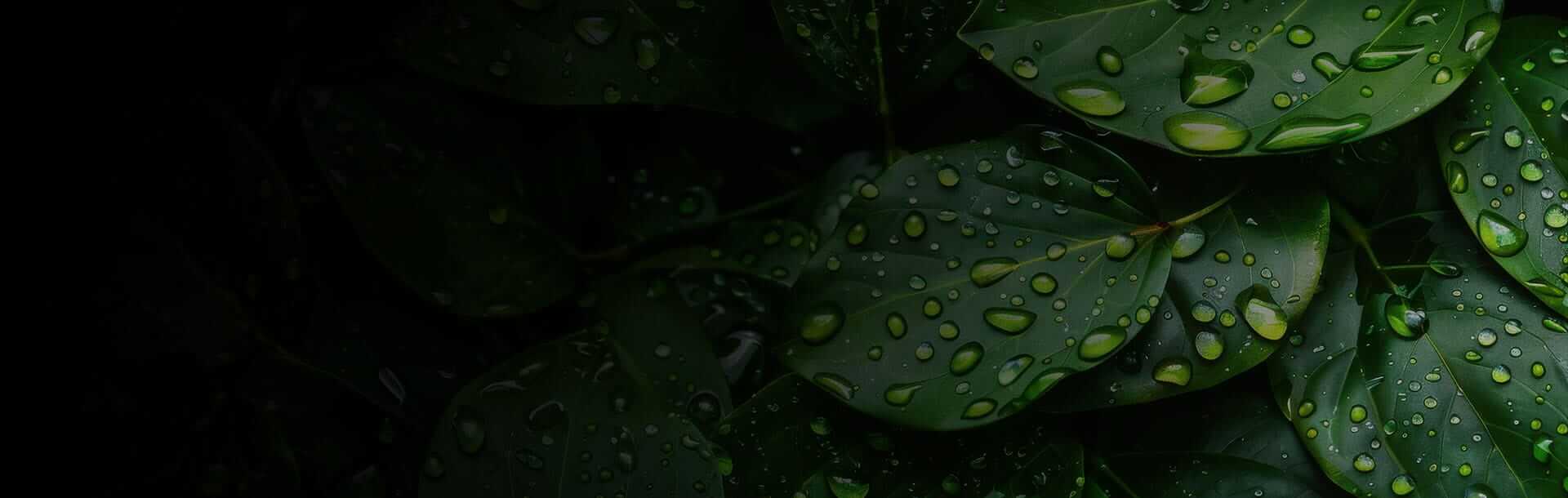 water drops on leaves background