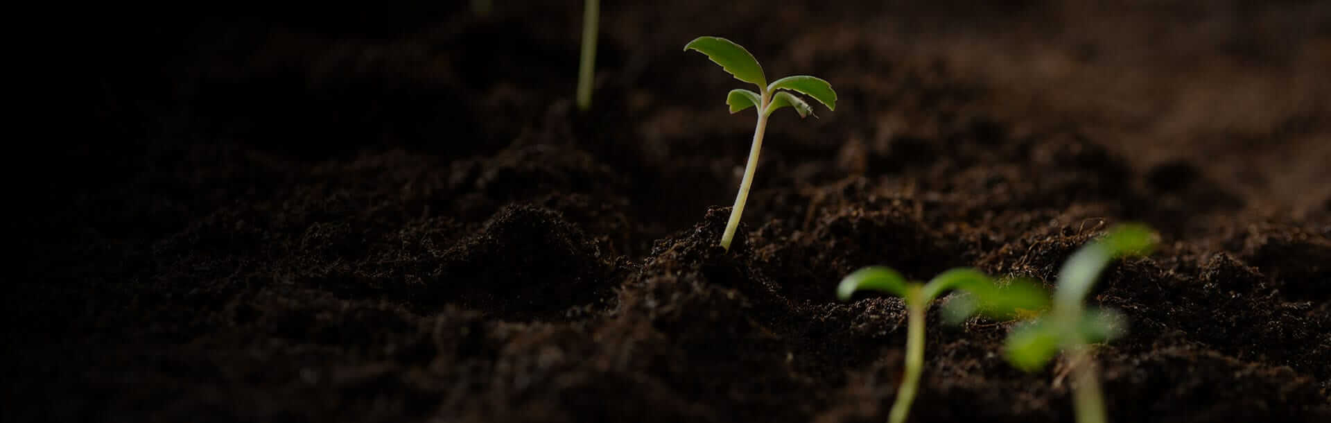 Plants grown with House & Garden's best plant nutrients